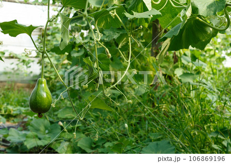 Picture of seedlings and marrows growing on branch in greenhouse Picture of seedlings and marrows growing on branch in greenhouse 106869196