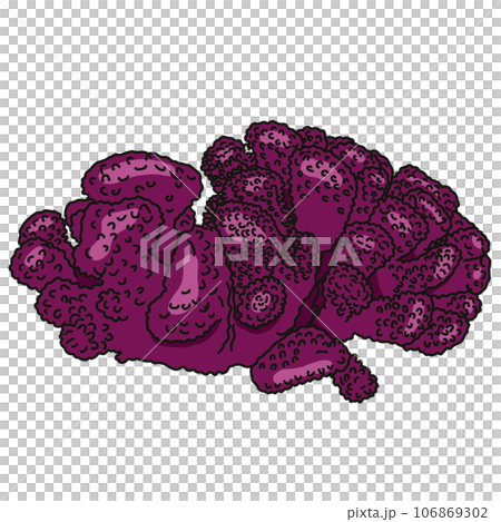 Coral reef  106869302