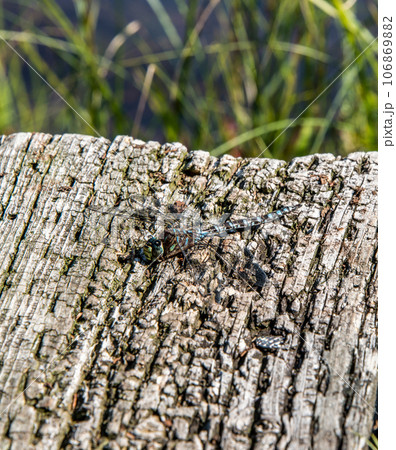 A big dragonfly near lake in La Mauricie National Park Quebec, Canada on a beautiful day 106869882