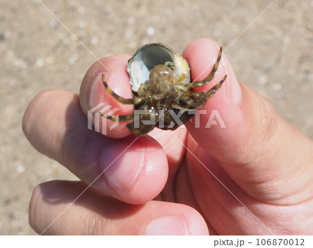 近くの海岸を散策 海散歩 ヤドカリ捕まえた! 生き物がいっぱい 夏の体験 近くの海岸を散策 海散歩 ヤドカリ捕まえた! 生き物がいっぱい 夏の体験 106870012
