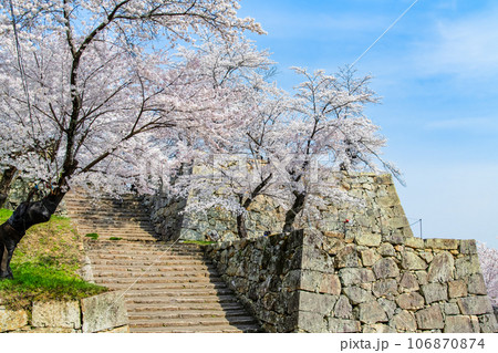 岡山 桜満開の津山城・鶴山公園 106870874