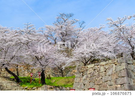岡山 桜満開の津山城・鶴山公園 岡山 桜満開の津山城・鶴山公園 106870875