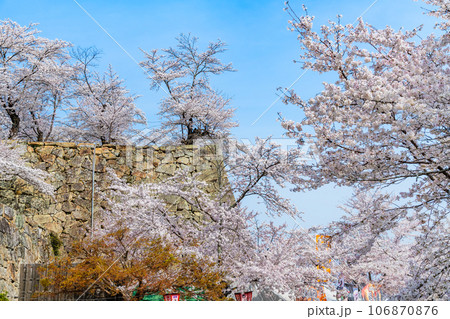 岡山 桜満開の津山城・鶴山公園 岡山 桜満開の津山城・鶴山公園 106870876