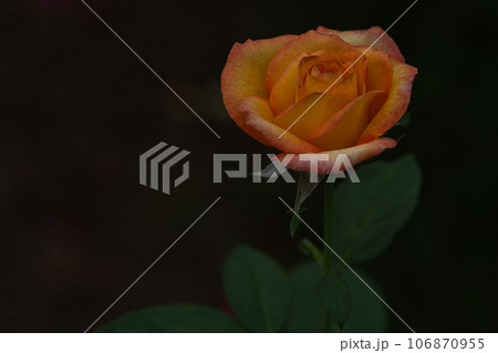 暗い場所にあったオレンジの寂し気な薔薇 106870955
