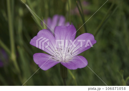 ムギナデシコ 106871058