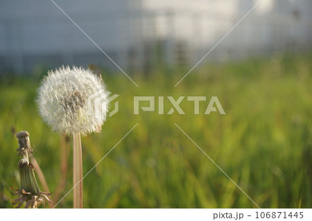 タンポポの綿毛 タンポポの綿毛 106871445