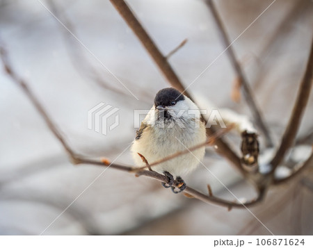 Cute bird the willow tit, song bird sitting on a branch without leaves in the winter. Cute bird the willow tit, song bird sitting on a branch without leaves in the winter. 106871624