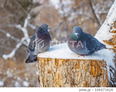 Two pigeons sitting on a branch with snow in winter. Two pigeons sitting on a branch with snow in winter. 106871626