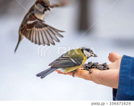 A tit sits on a man's hand and eats seeds. 106871629