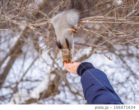 Squirrel eats nuts from a man's hand. Caring for animals in winter or autumn. 106871634