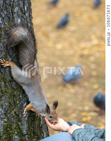 The boy feeds a squirrel with nuts from a hand in the wood 106871673