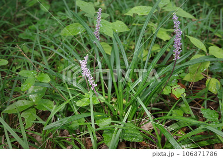 晩夏の森を彩る薄紫色のヤブランの花 106871786