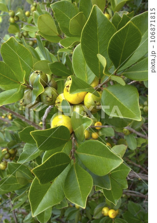 Guava fruit on a tree with leaves - Organic Food Guava fruit on a tree with leaves - Organic Food 106871815