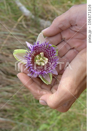 Close up of passion fruit flower - Passiflora 106871816
