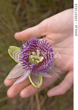 Close up of passion fruit flower - Passiflora Close up of passion fruit flower - Passiflora 106871828
