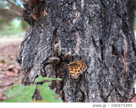 樹液に集まるキタテハとカナブン 樹液に集まるキタテハとカナブン 106871995