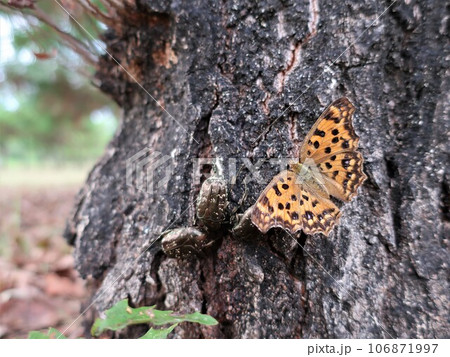 樹液に集まるキタテハとカナブン 106871997