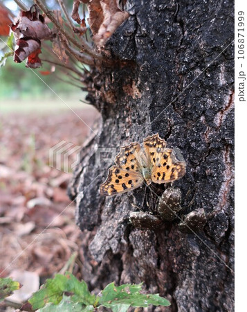 樹液に集まるキタテハとカナブン 樹液に集まるキタテハとカナブン 106871999