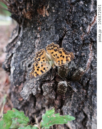 樹液に集まるキタテハとカナブン 106872001