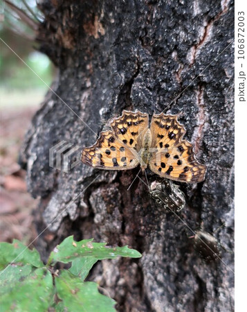 樹液に集まるキタテハとカナブン 106872003