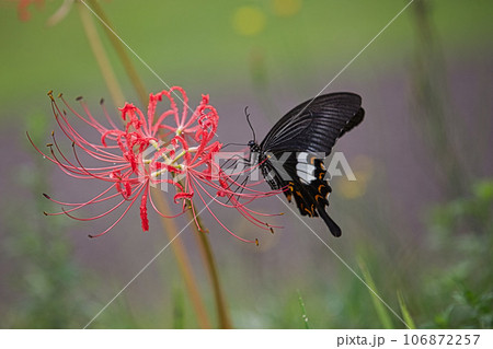 一乗谷朝倉氏遺跡に咲く彼岸花 一乗谷朝倉氏遺跡に咲く彼岸花 106872257