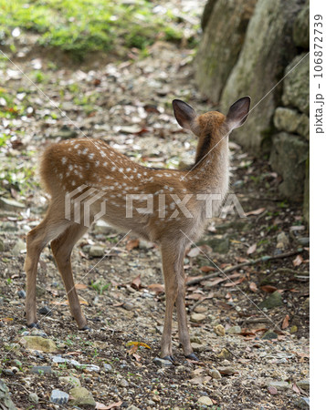 奈良公園の可愛い子鹿 奈良公園の可愛い子鹿 106872739