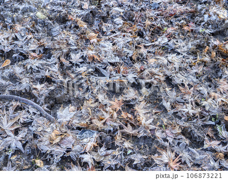 霜柱が立つ地面に落ちた紅葉 106873221