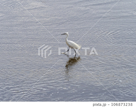 河川の中を歩くコサギ 河川の中を歩くコサギ 106873238