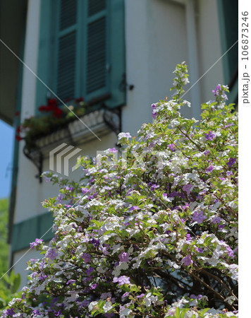 洋館の庭に咲くニオイバンマツリ 洋館の庭に咲くニオイバンマツリ 106873246