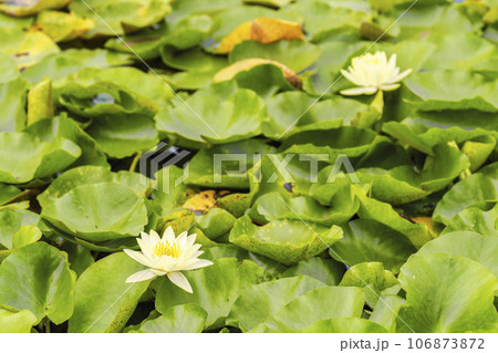 池に咲く睡蓮 秋の国営みちのく杜の湖畔公園 宮城県川崎町 池に咲く睡蓮 秋の国営みちのく杜の湖畔公園 宮城県川崎町 106873872