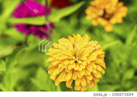 鮮やかに咲いたジニア　秋の国営みちのく杜の湖畔公園　宮城県川崎町 106873884
