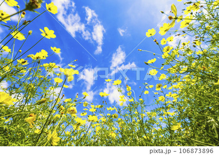 青空とキバナコスモス・レモンブライト　秋の国営みちのく杜の湖畔公園　宮城県川崎町 106873896