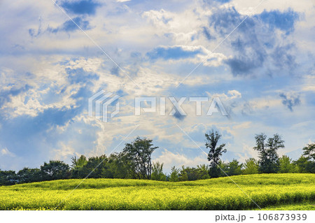 青空とキバナコスモス・レモンブライト 秋の国営みちのく杜の湖畔公園 宮城県川崎町 青空とキバナコスモス・レモンブライト 秋の国営みちのく杜の湖畔公園 宮城県川崎町 106873939