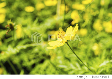 キバナコスモス・レモンブライト 秋の国営みちのく杜の湖畔公園 宮城県川崎町 キバナコスモス・レモンブライト 秋の国営みちのく杜の湖畔公園 宮城県川崎町 106873961
