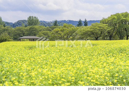 青空とキバナコスモス・レモンブライト　秋の国営みちのく杜の湖畔公園　宮城県川崎町 106874030