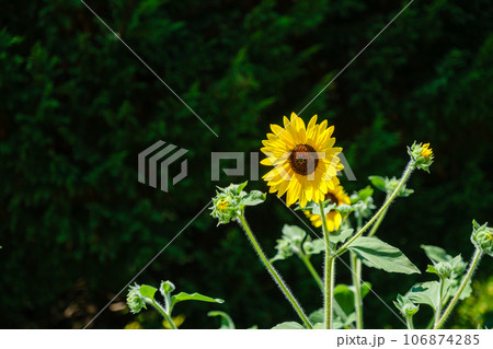 ひまわりの花 サンフィニティ ひまわりの花 サンフィニティ 106874285