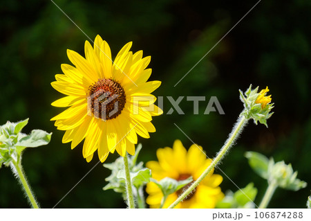 ひまわりの花 サンフィニティ ひまわりの花 サンフィニティ 106874288