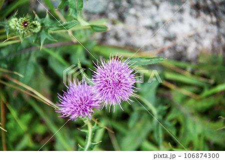 アザミ アザミ 106874300