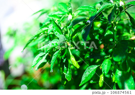 夏野菜 シシトウの栽培 ししとうがらし （ 9月 ）　家庭菜園 ししとう 106874561