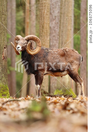 Majestic european mouflon male in forest 106875096