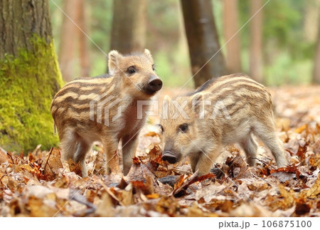 Adorable little european wild boar baby Adorable little european wild boar baby 106875100