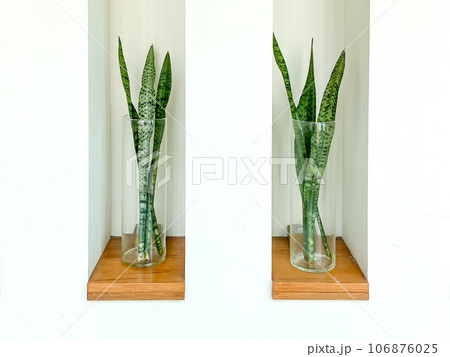Sansevieria or Snake plant in vase for home decoration 106876025