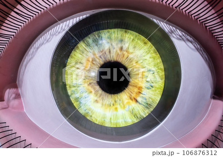 Medical mannequin. Close-up of a human eye with clear lines of the retina, lens and eyelashes. Anatomical model of a human organ. Eyelashes, skin and cornea of the eye are well detailed. Eyeball 106876312