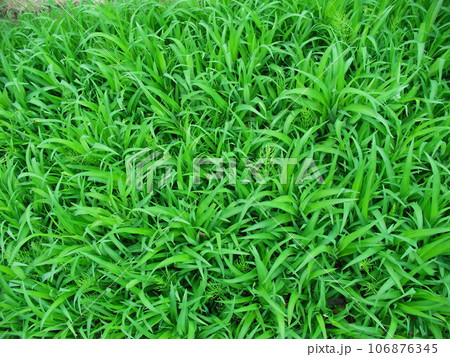 手入れされていない春の花壇に生える草 106876345