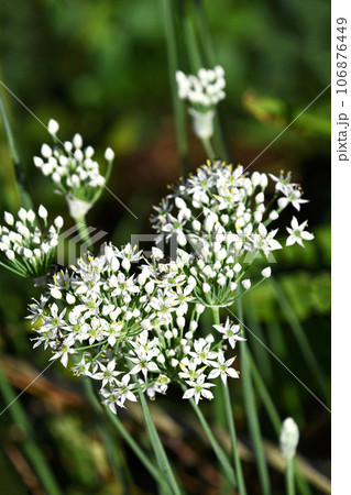 ニラの花 ニラの花 106876449