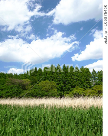 初夏の葦原とメタセコイア林のある水元公園風景 初夏の葦原とメタセコイア林のある水元公園風景 106876450