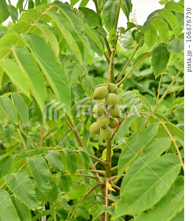 胡桃の青い実 106876730