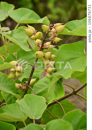 桐の青い実 桐の青い実 106876731