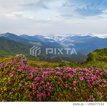Pink rose rhododendron flowers on summer mountain slope 106877102