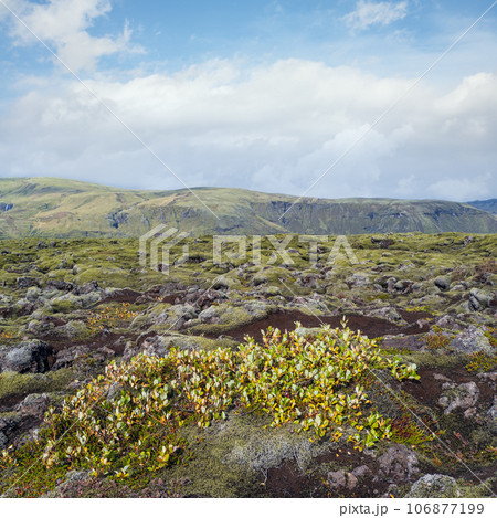 Scenic autumn green lava fields near Fjadrargljufur  Canyon in Iceland. Green  moss on volcanic lava stones.  Unique lava fields growth after Laki volcano eruption. 106877199